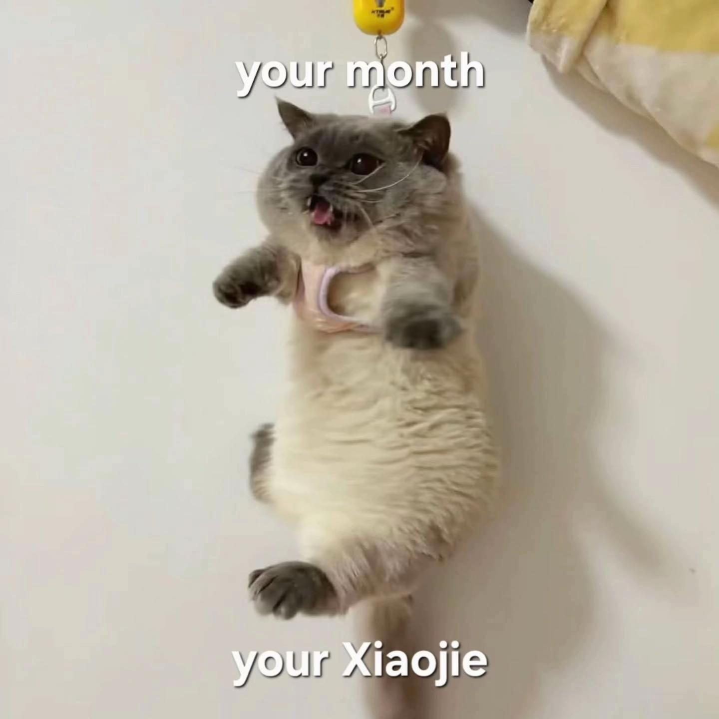 @xiaojie