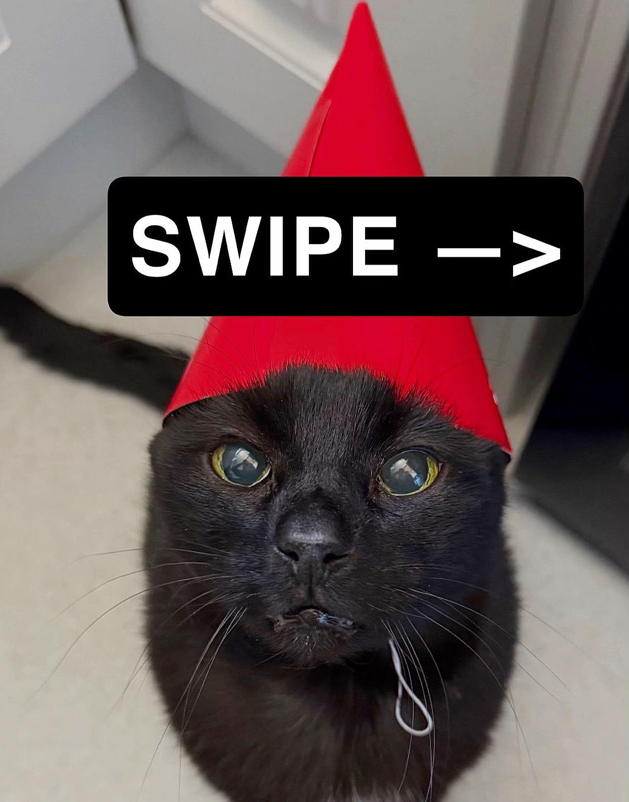 @Teefie_tribe 🐈⬛🐈⬛🐈🦷🦷