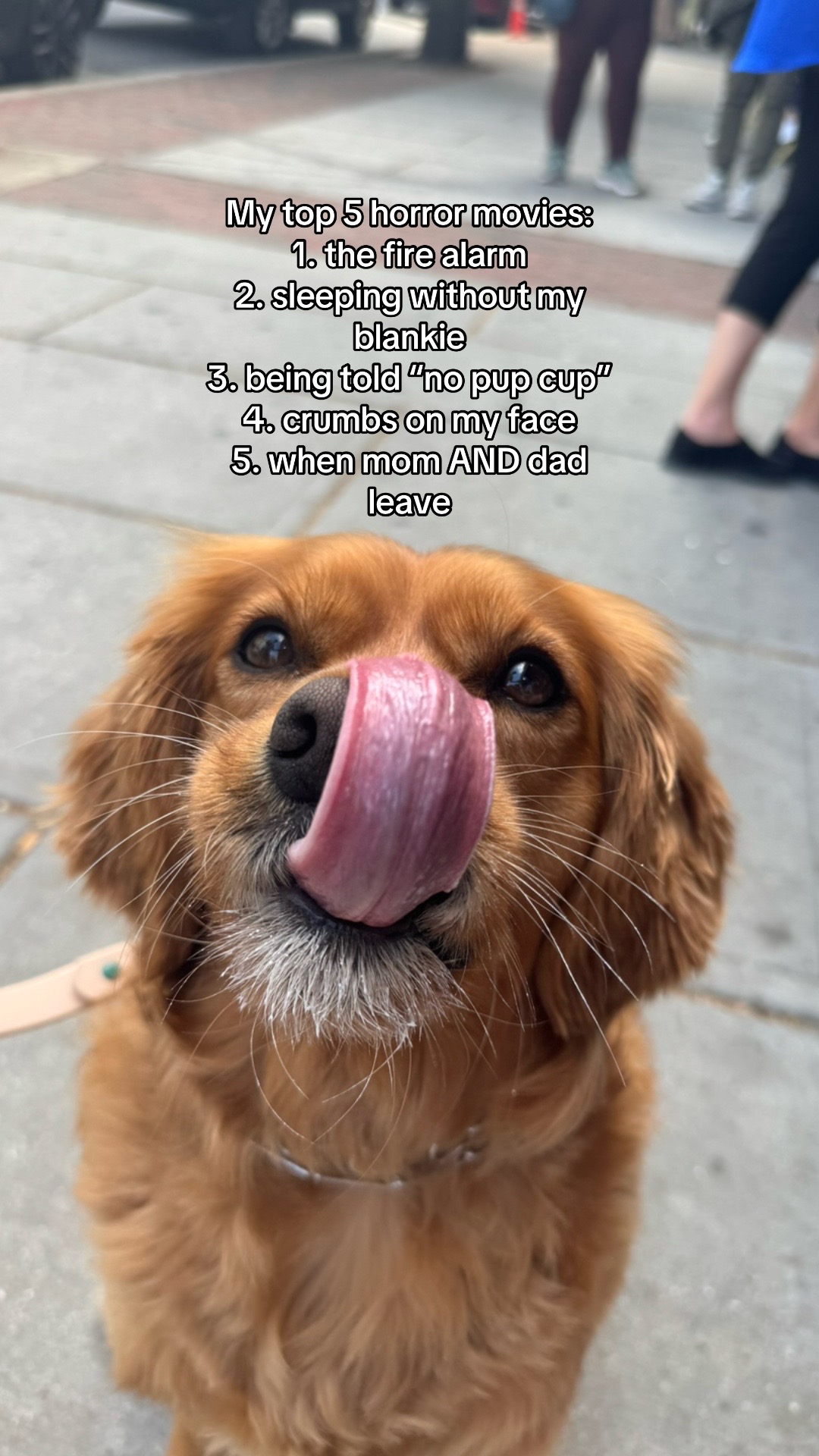 @joeythegoldencavalier