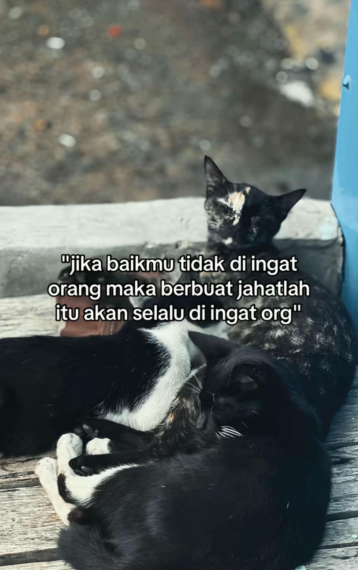 @LOCALAN +62