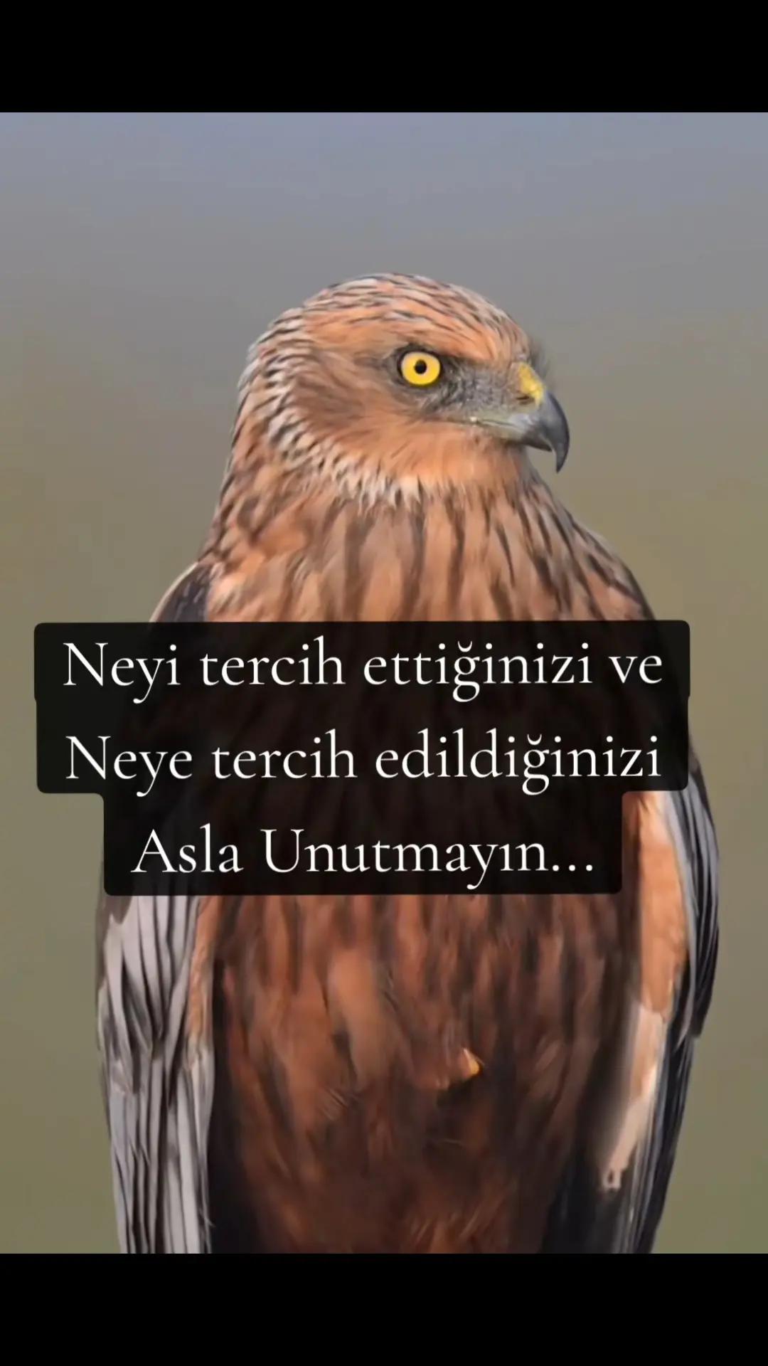@Evlaat