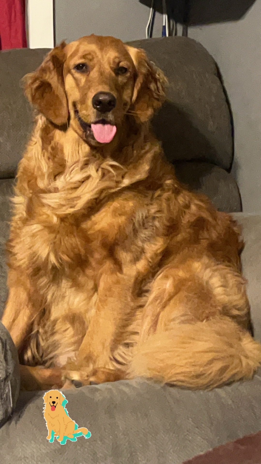 @Los golden Retriever