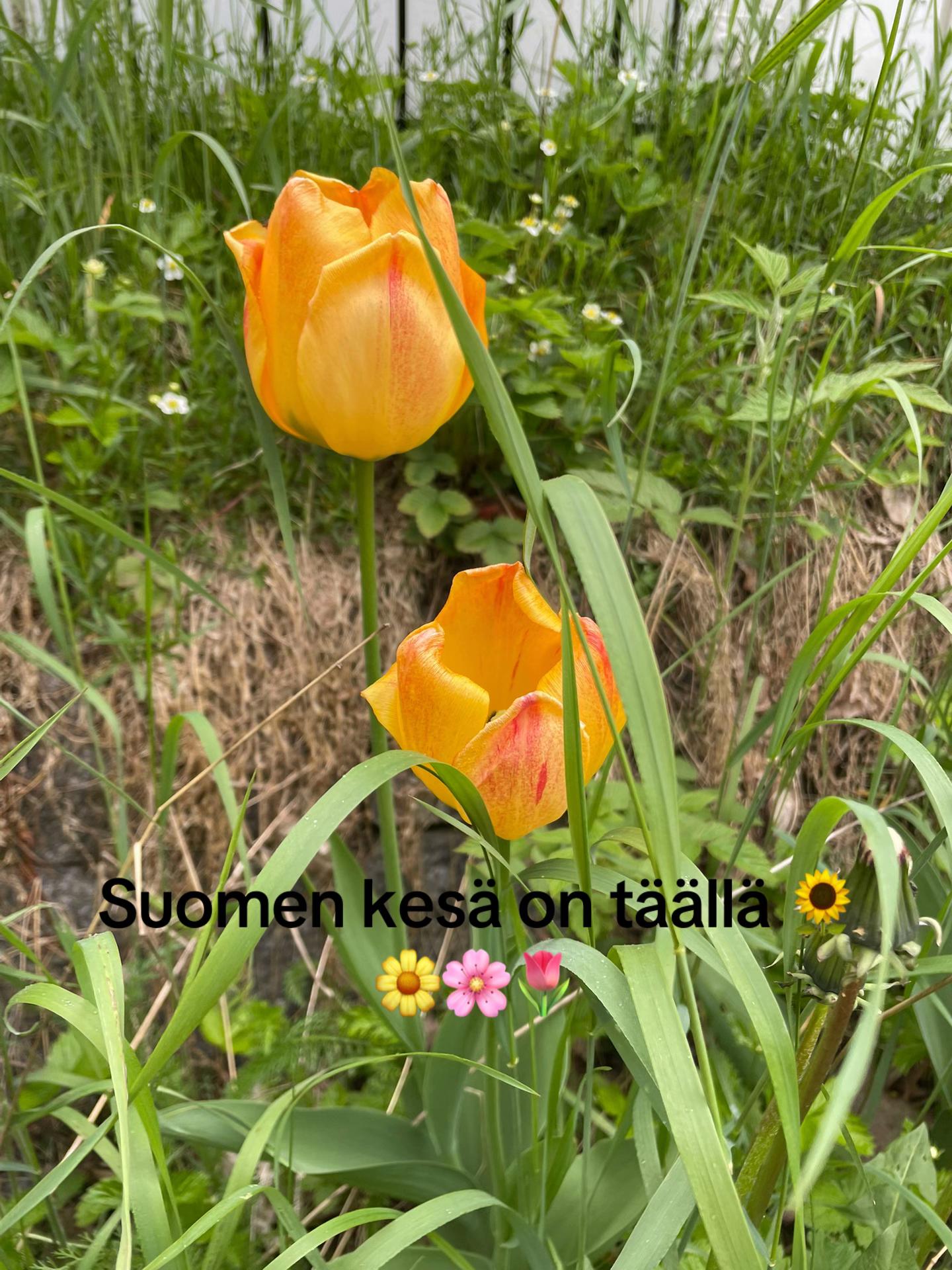 @P&auml;ivi Darboe