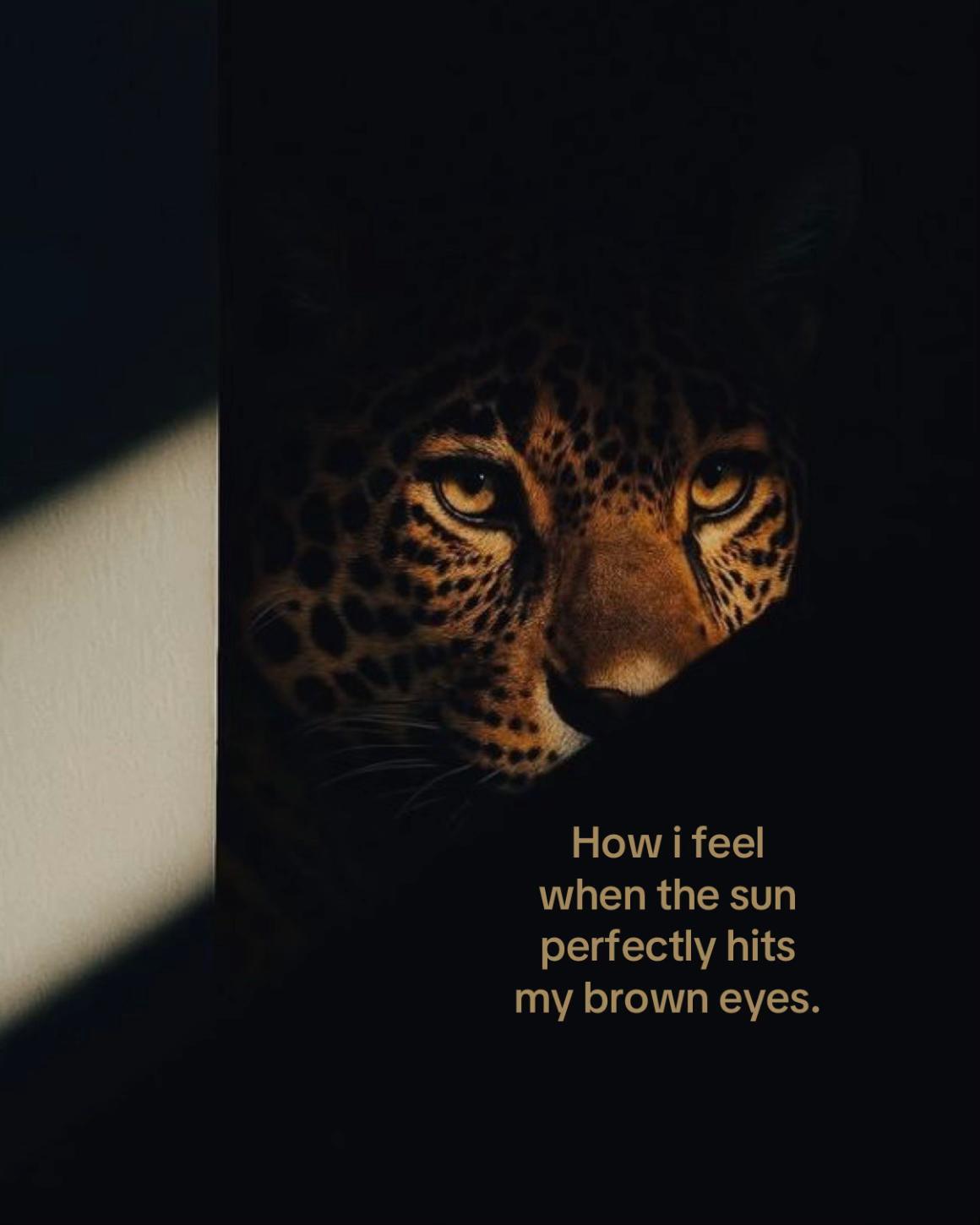 @🐾