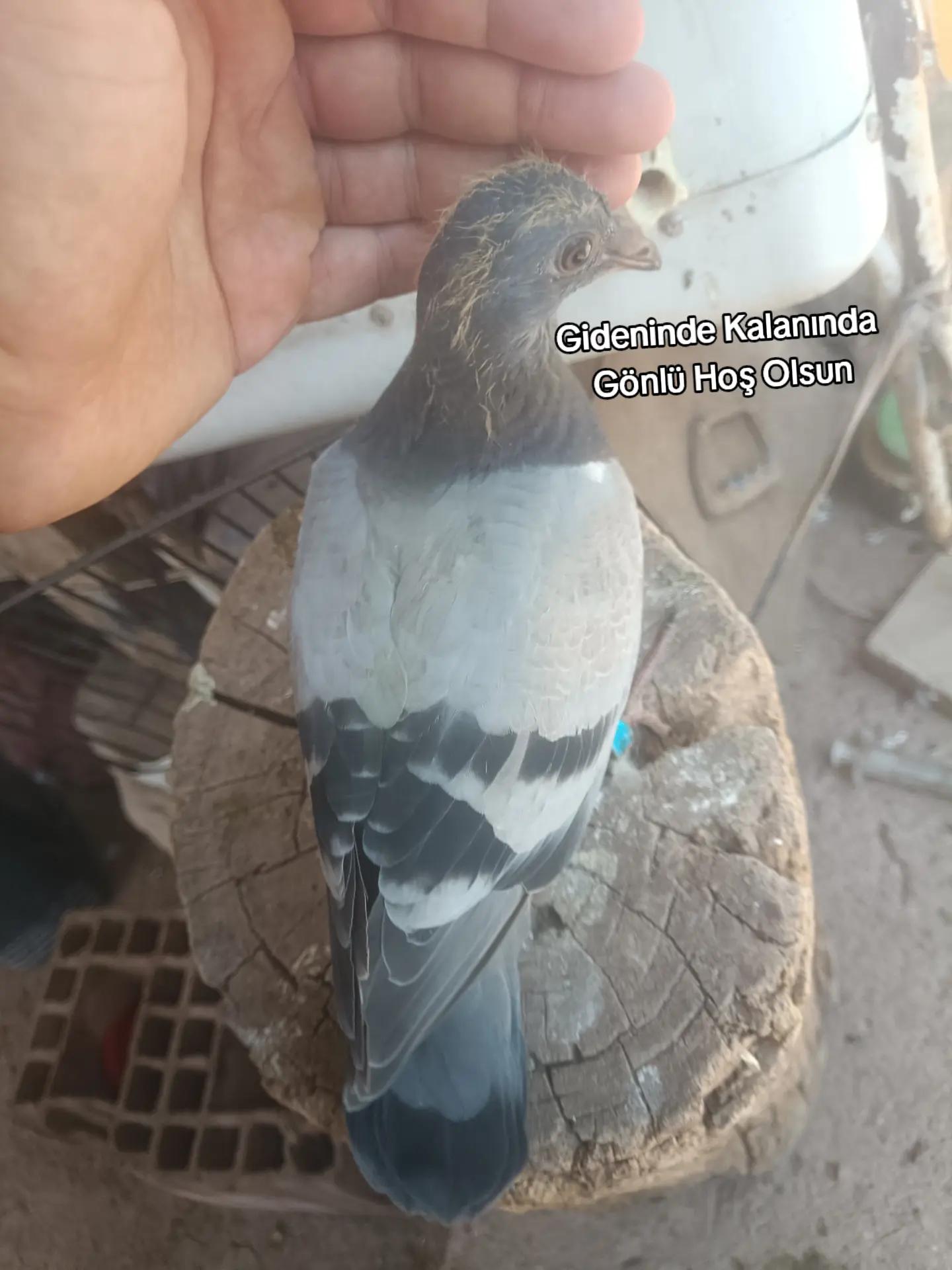 @YARIŞ POSTASI