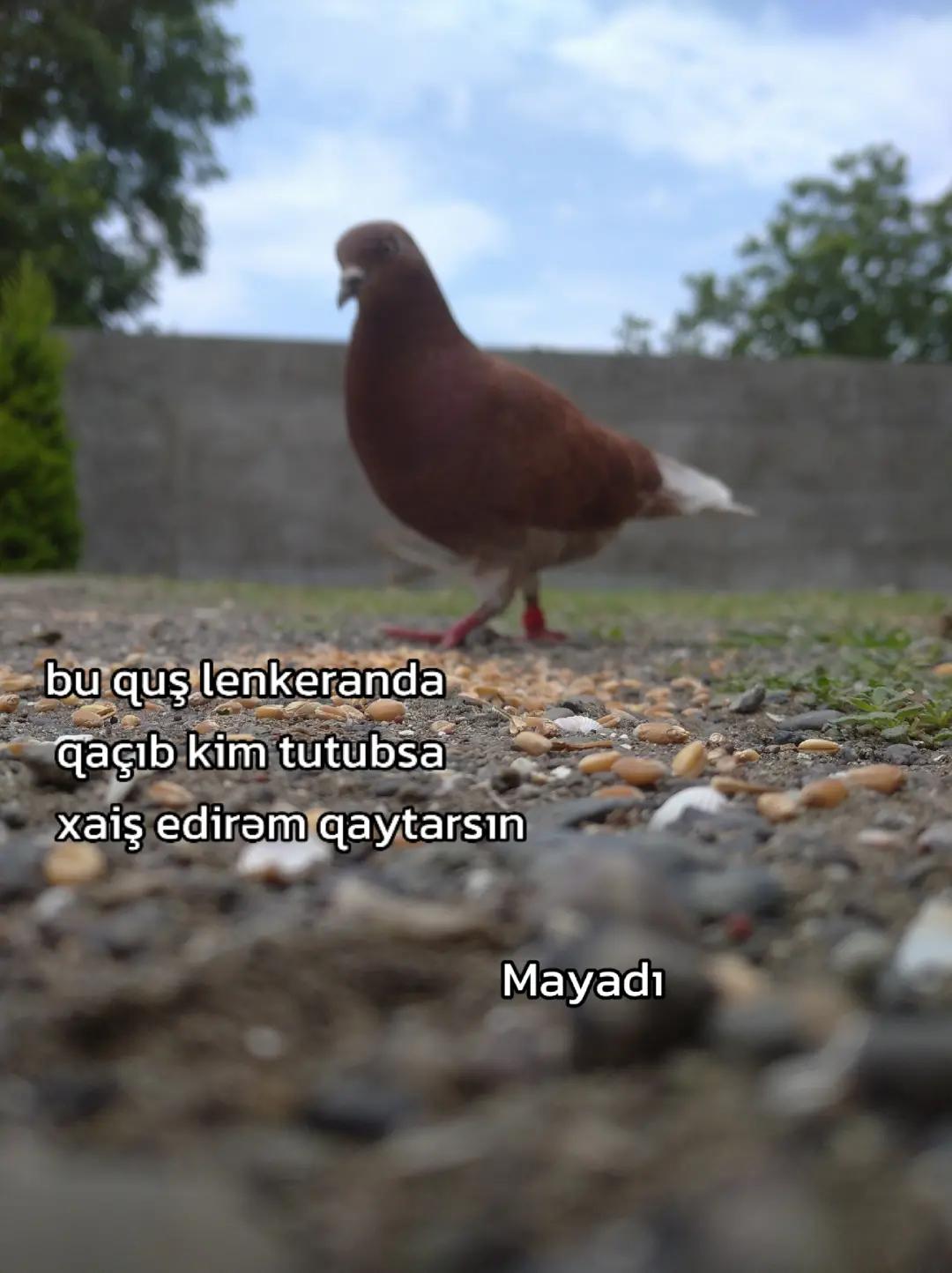 @lənkəran_Quş.Bazı🕊️