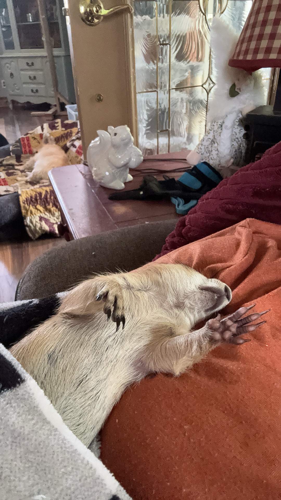 @Sarahsquirrels43🐿️