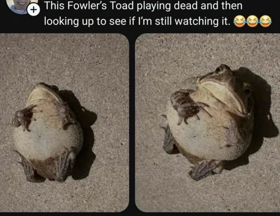 @dailyfeelz.tv