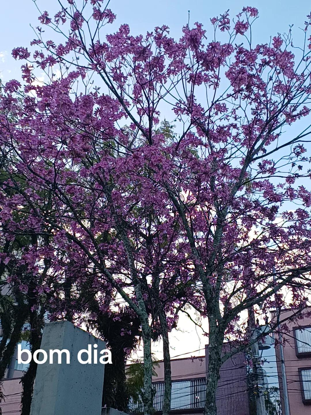 @Delita Baldessar