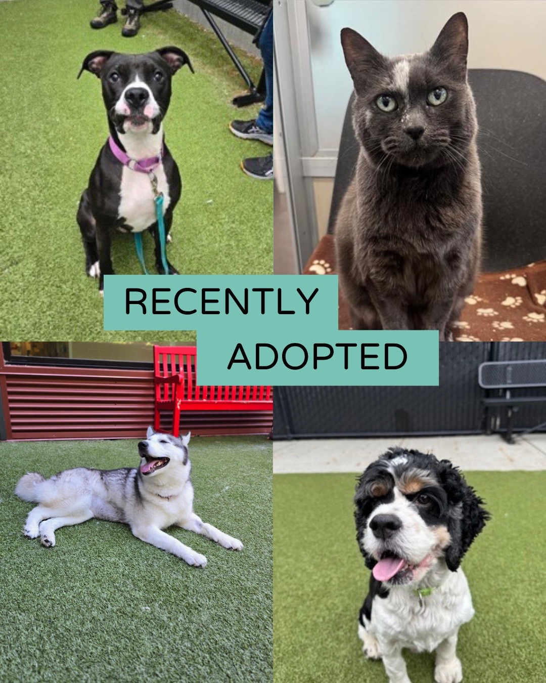 @Seattle Humane