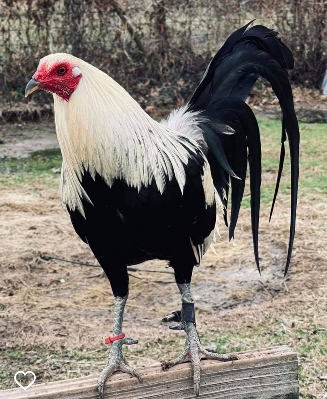 @Los Gallos Más Finos