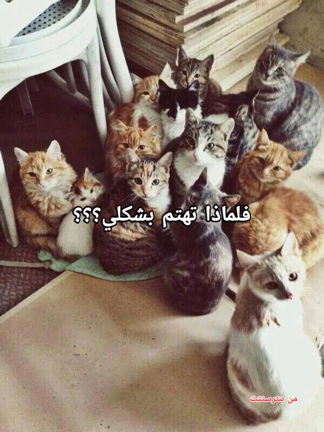@عــلــي🇹🇳🪬