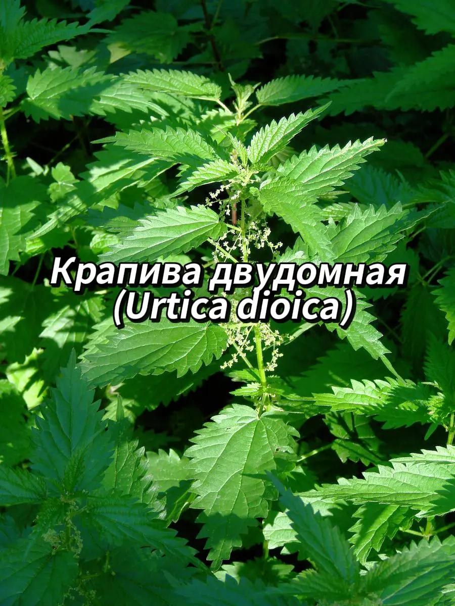 @🍃Зелёный шифр🍃