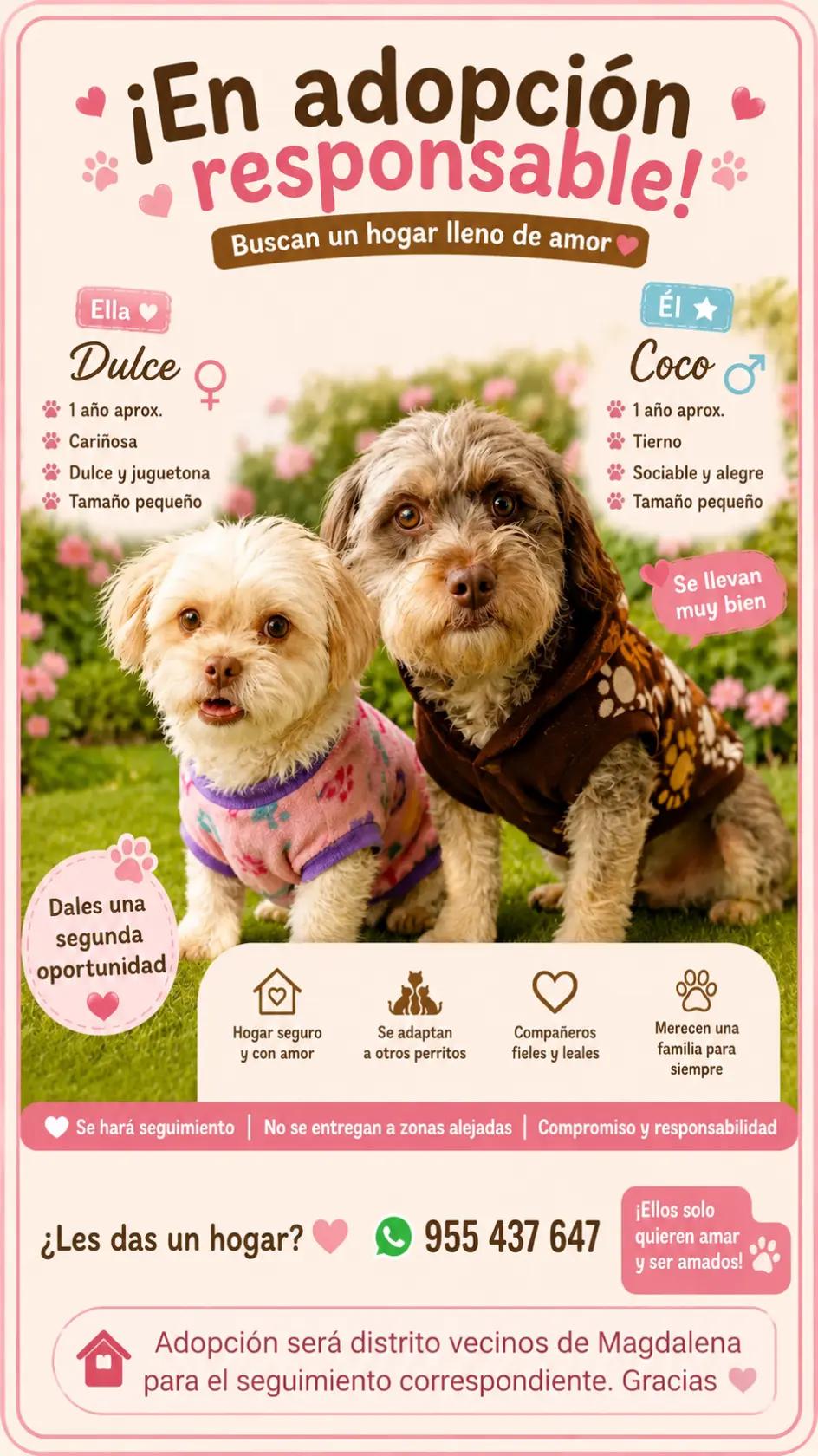 @Perritos Voladores