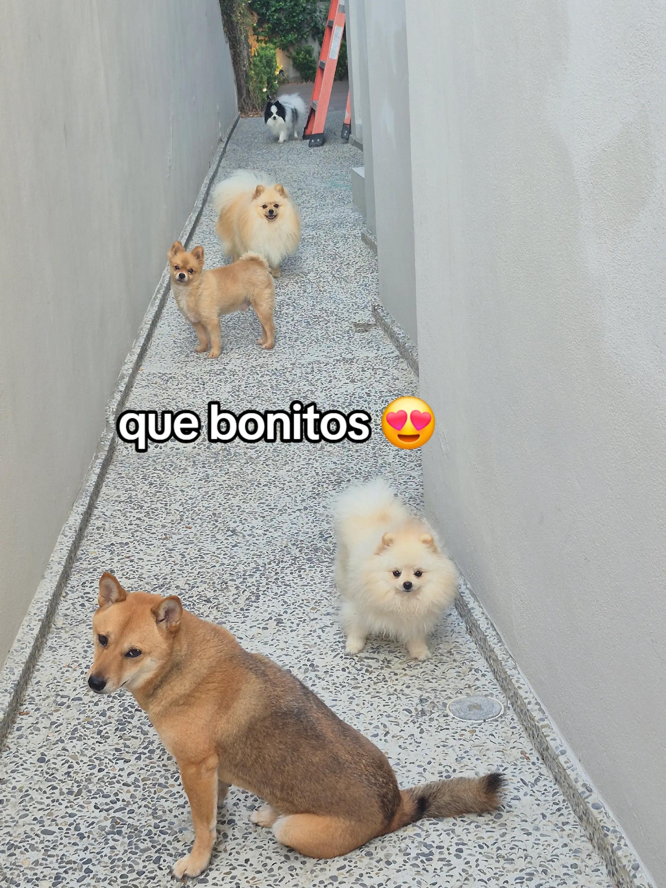 @️ Angélica Fx