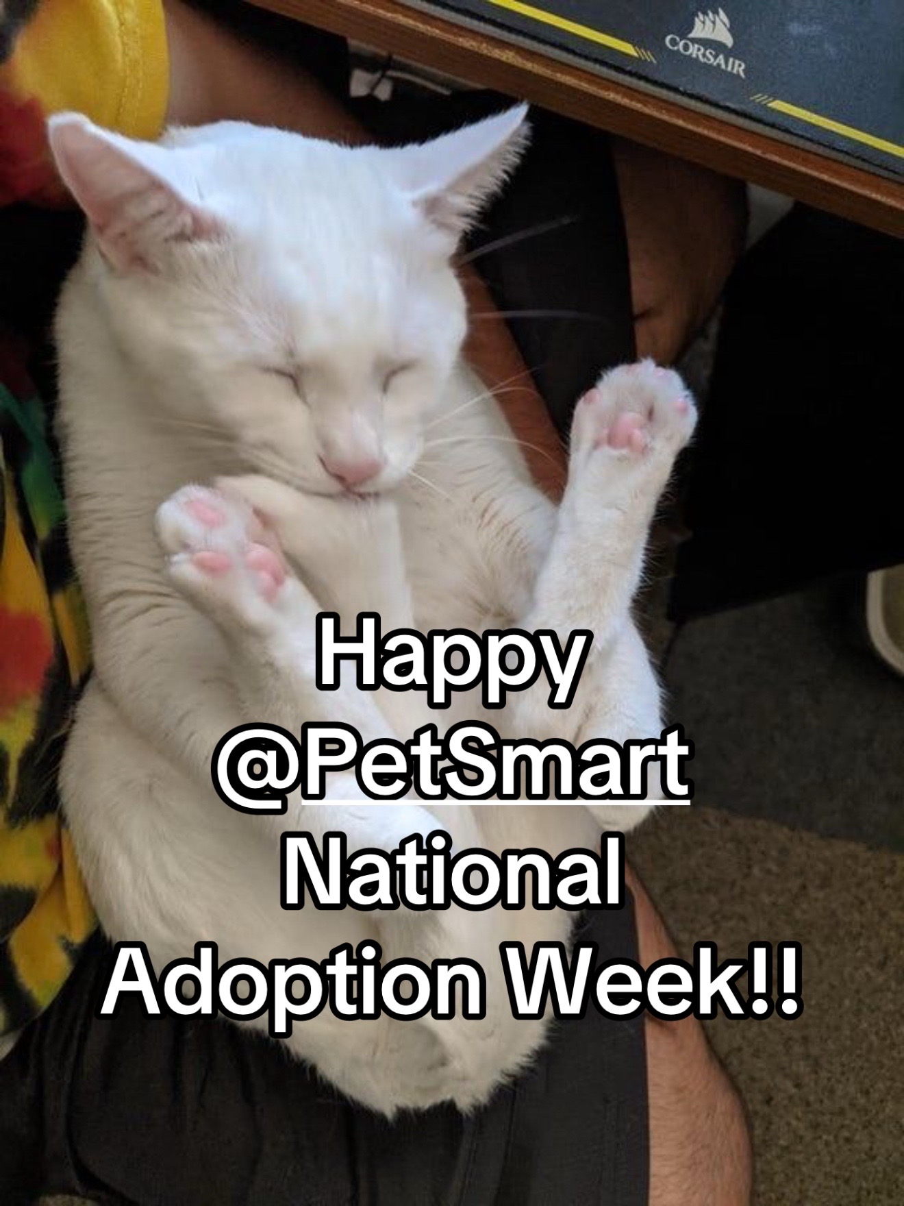 @KittyAngelRescue