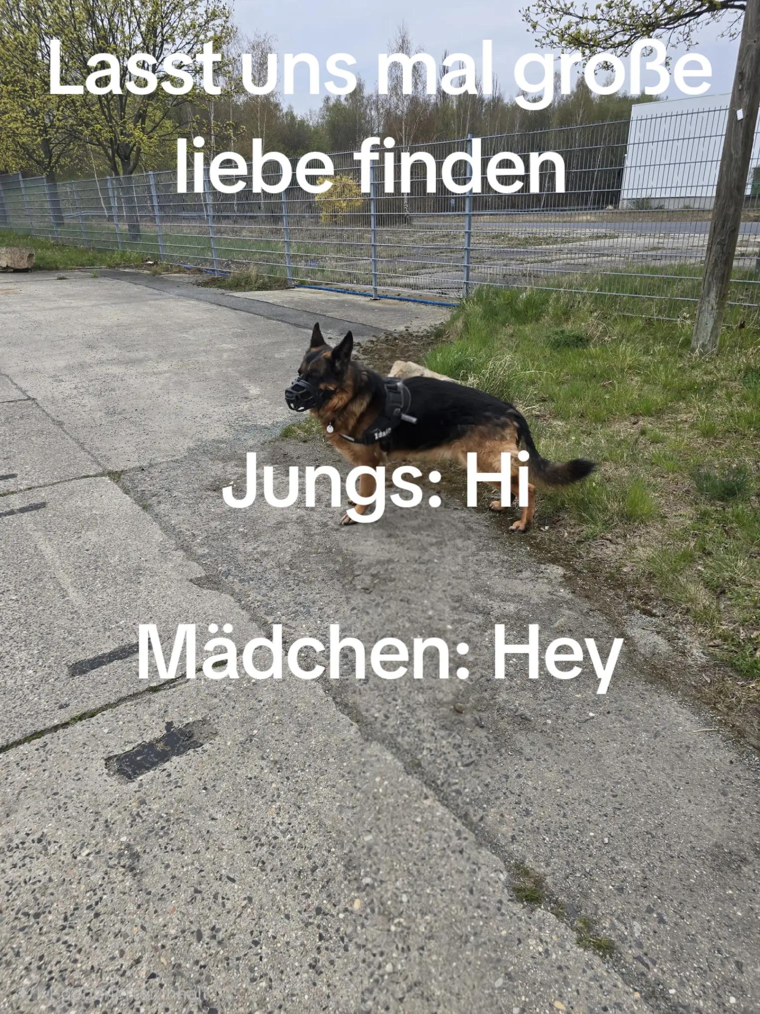 @Der VDM Profi