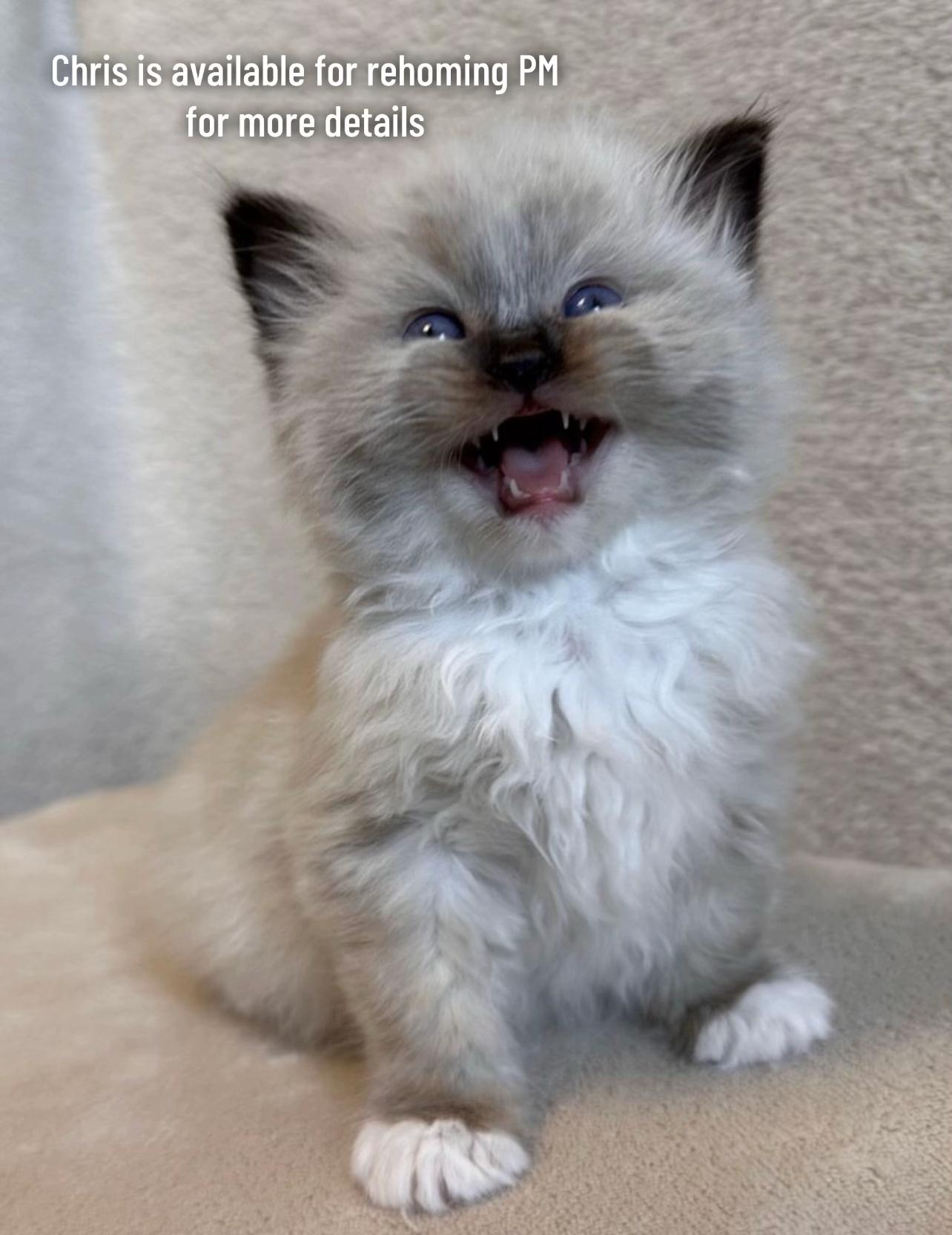 @I love ragdolls❤️