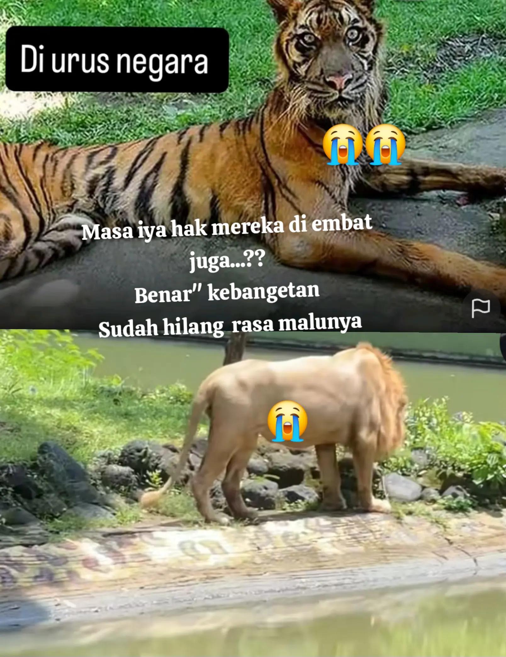 @Ananda Putri Pertama