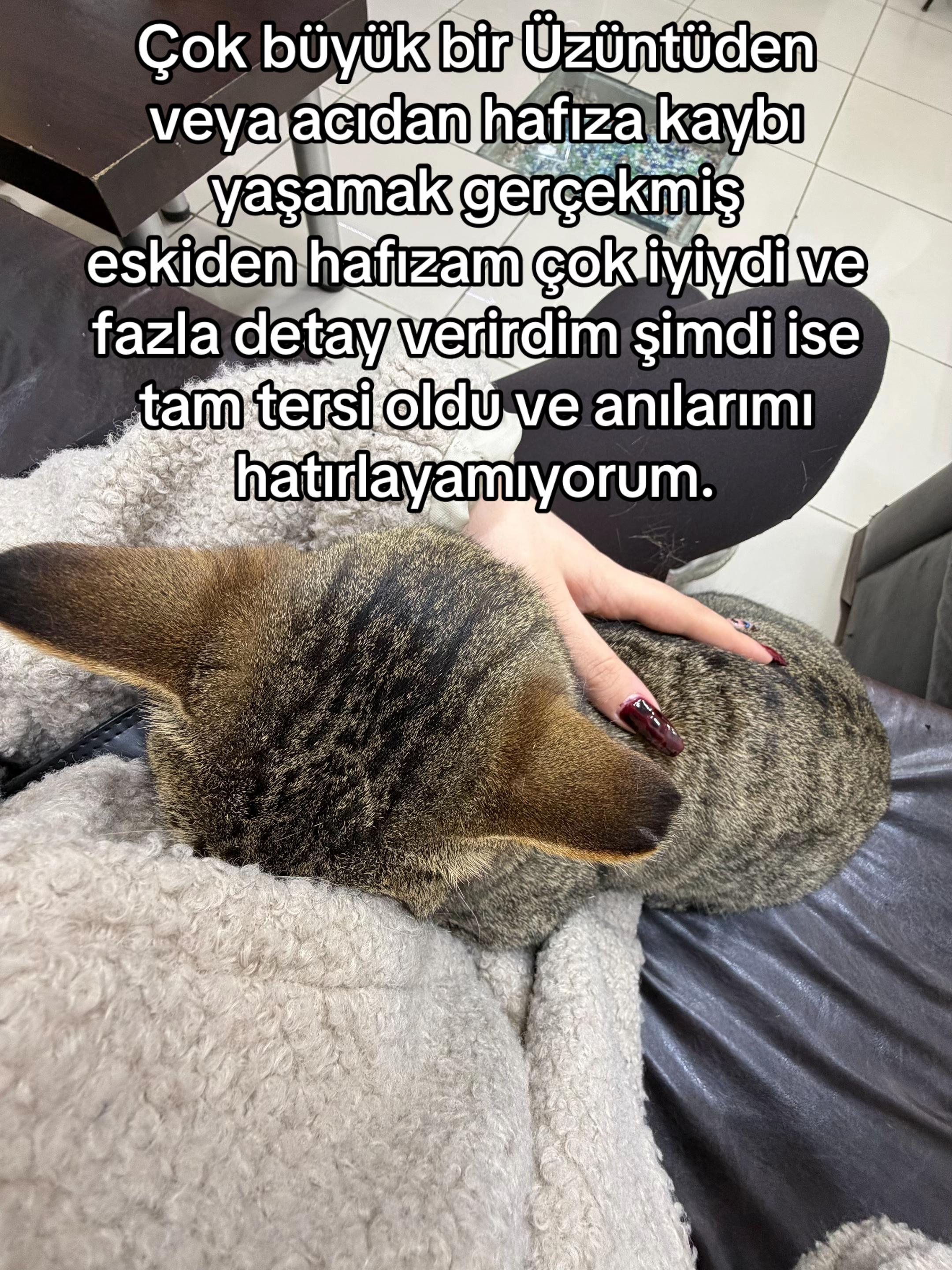 @tefnuttt
