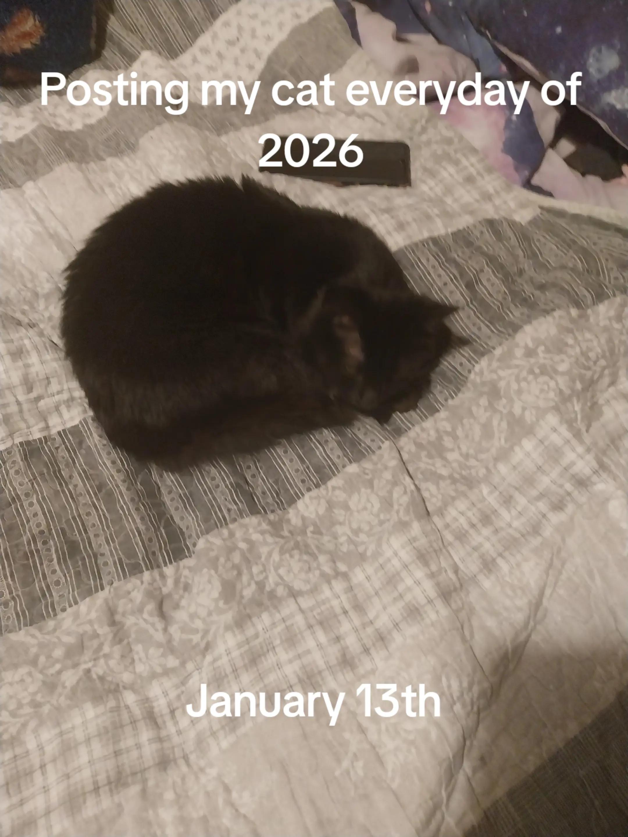 @Weakest Cat Enjoyer