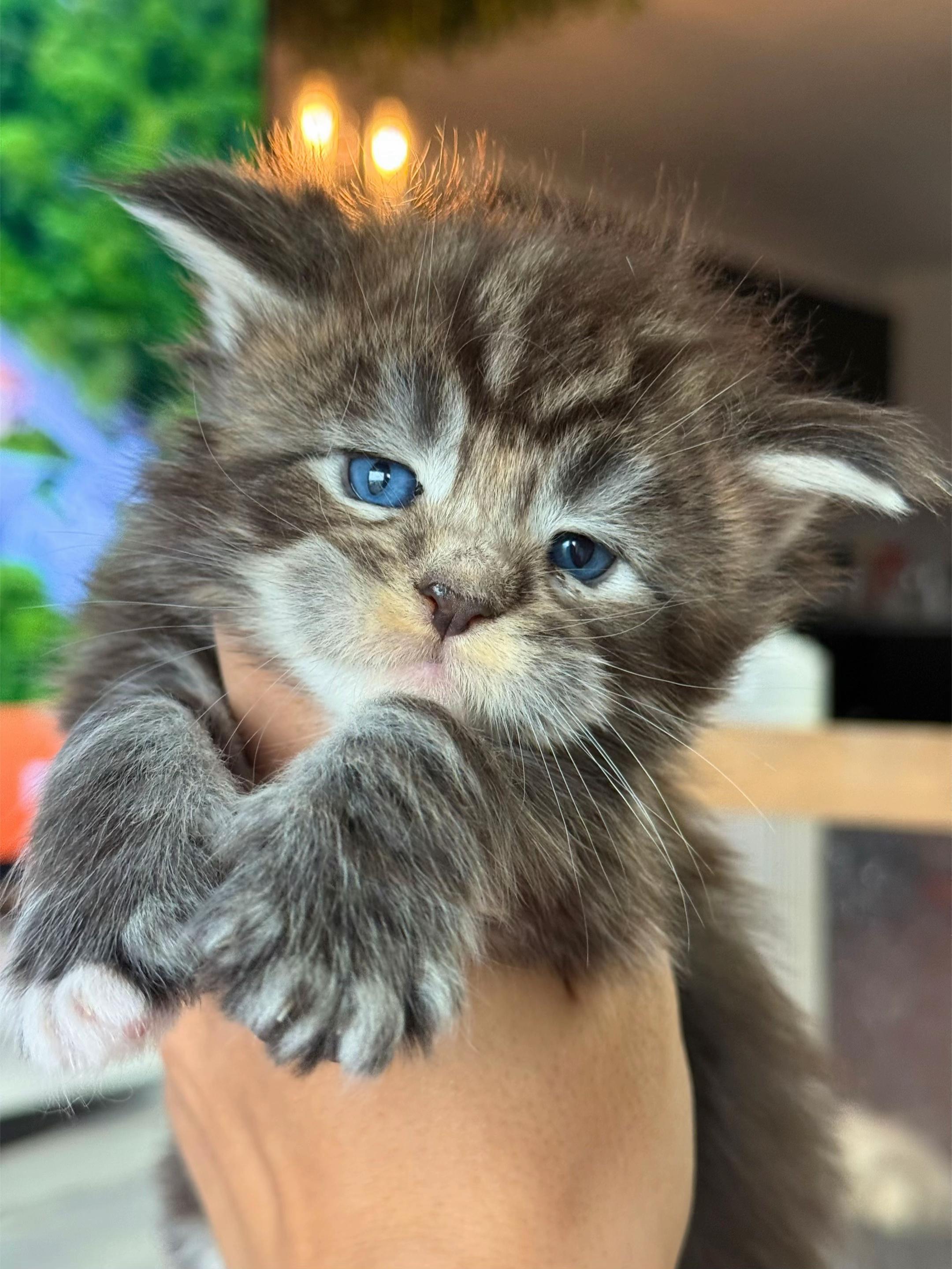 @WilderRegenbogenMaineCoon