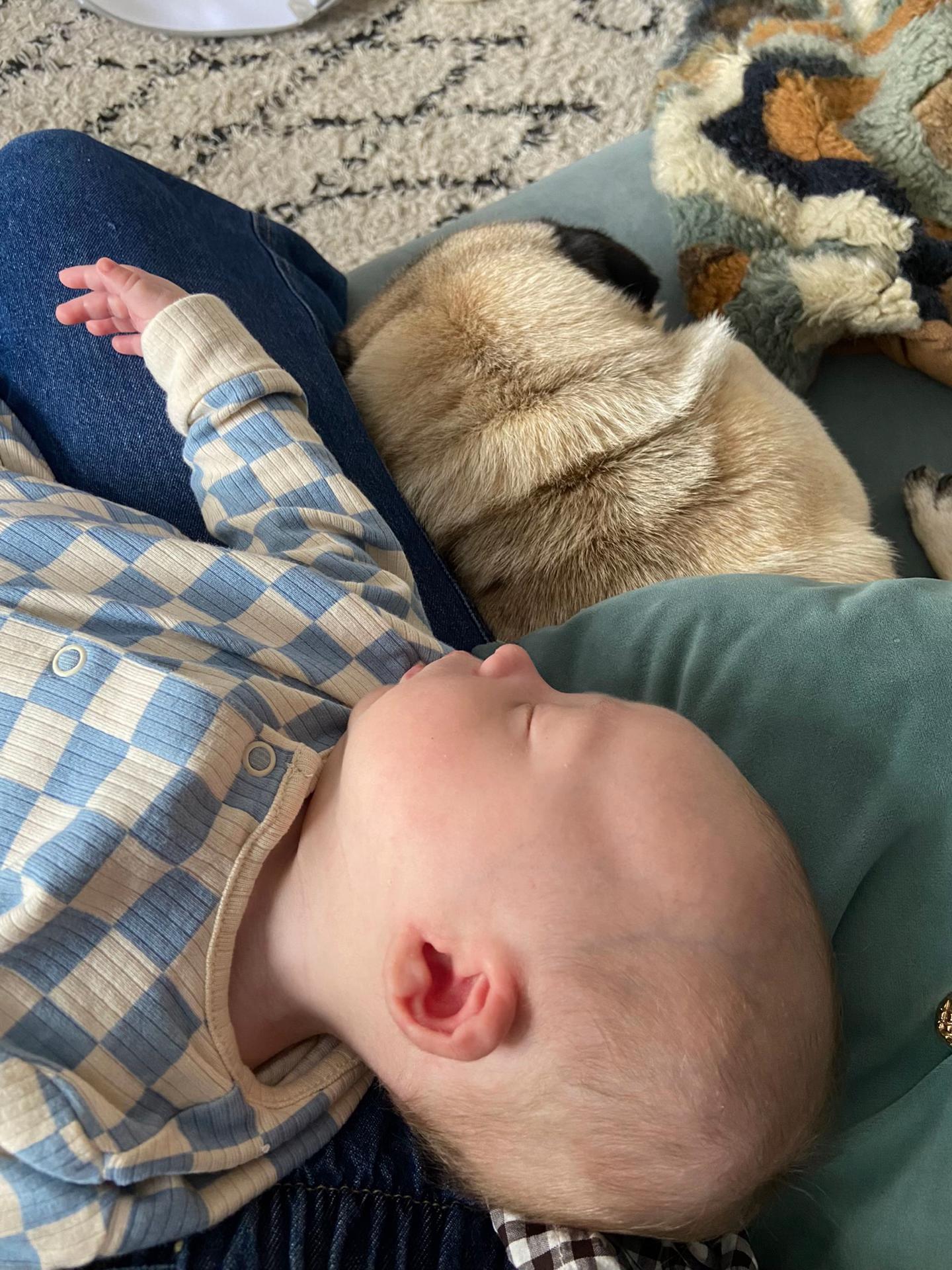 @Wee Winston The Pug