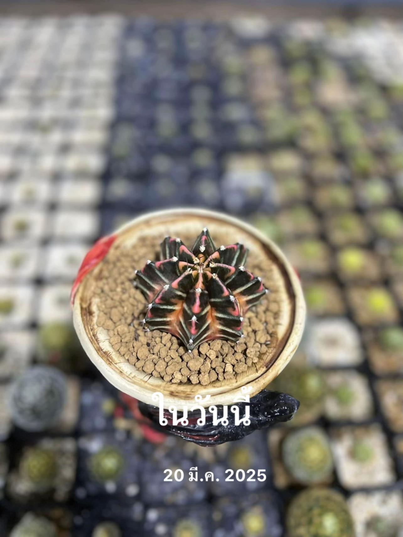 @Cactus  คนมันยอง🌵