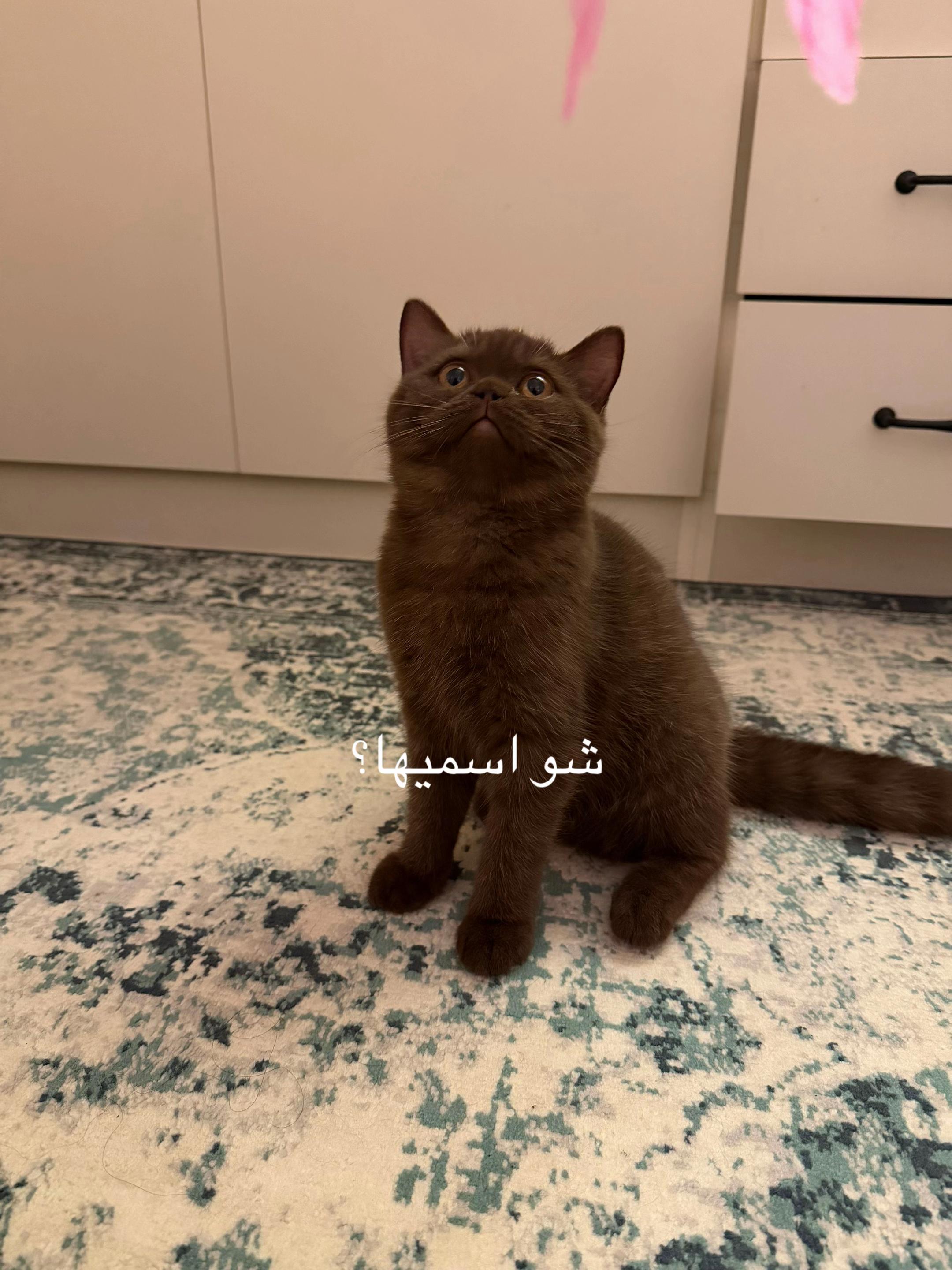 @f.amkh