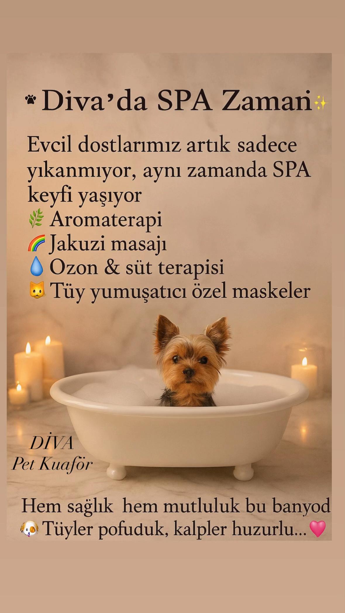 @Diva Pet Kuaf&ouml;r Ankara