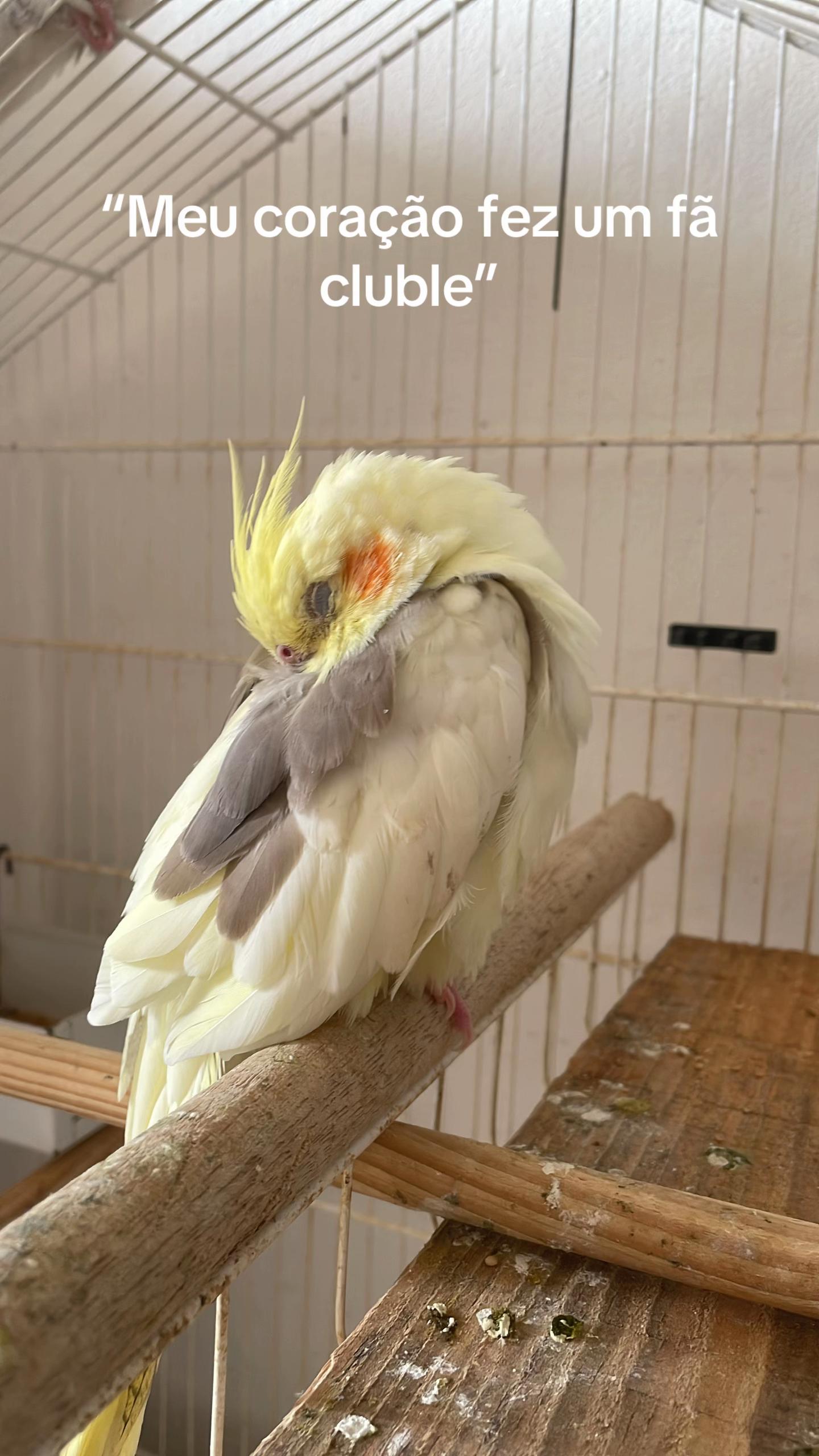@Thor & cookie🐴🐰