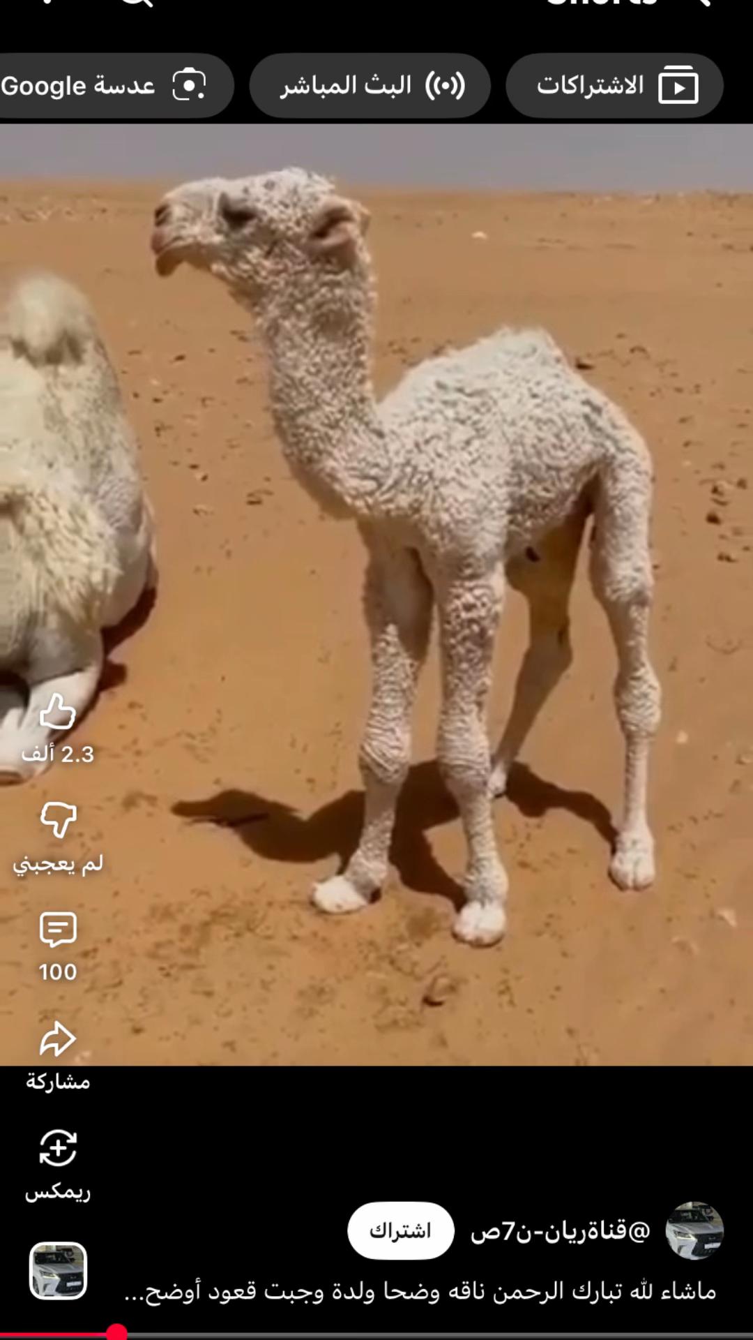 @المشهور فلاح
