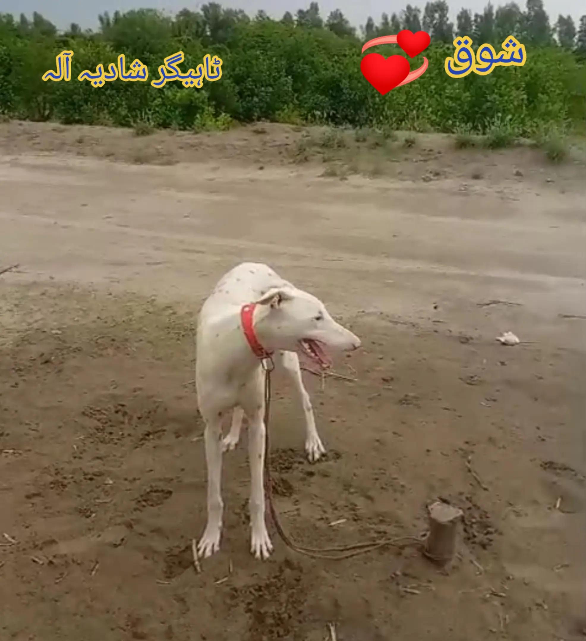 @Mushtaq Ahmad