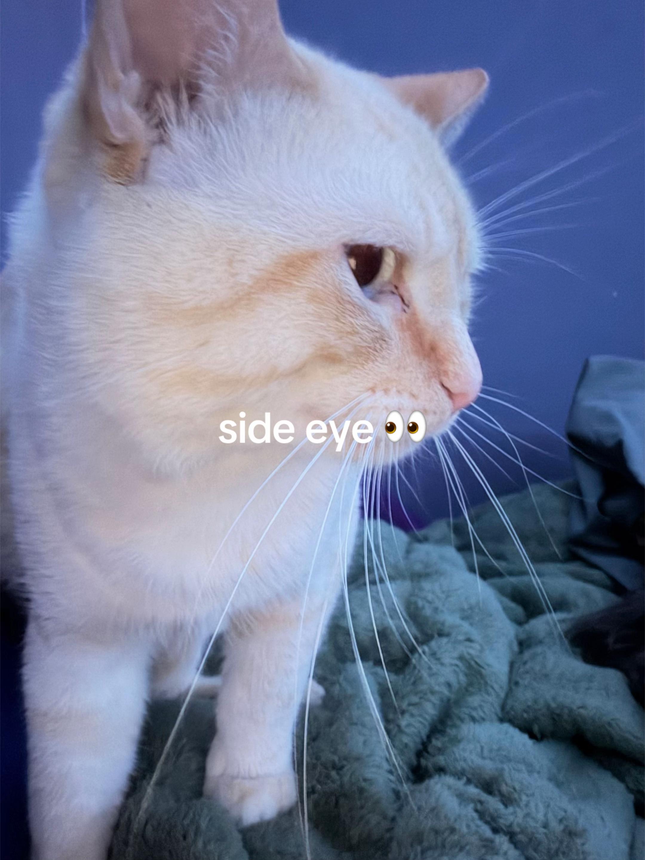 @glitch