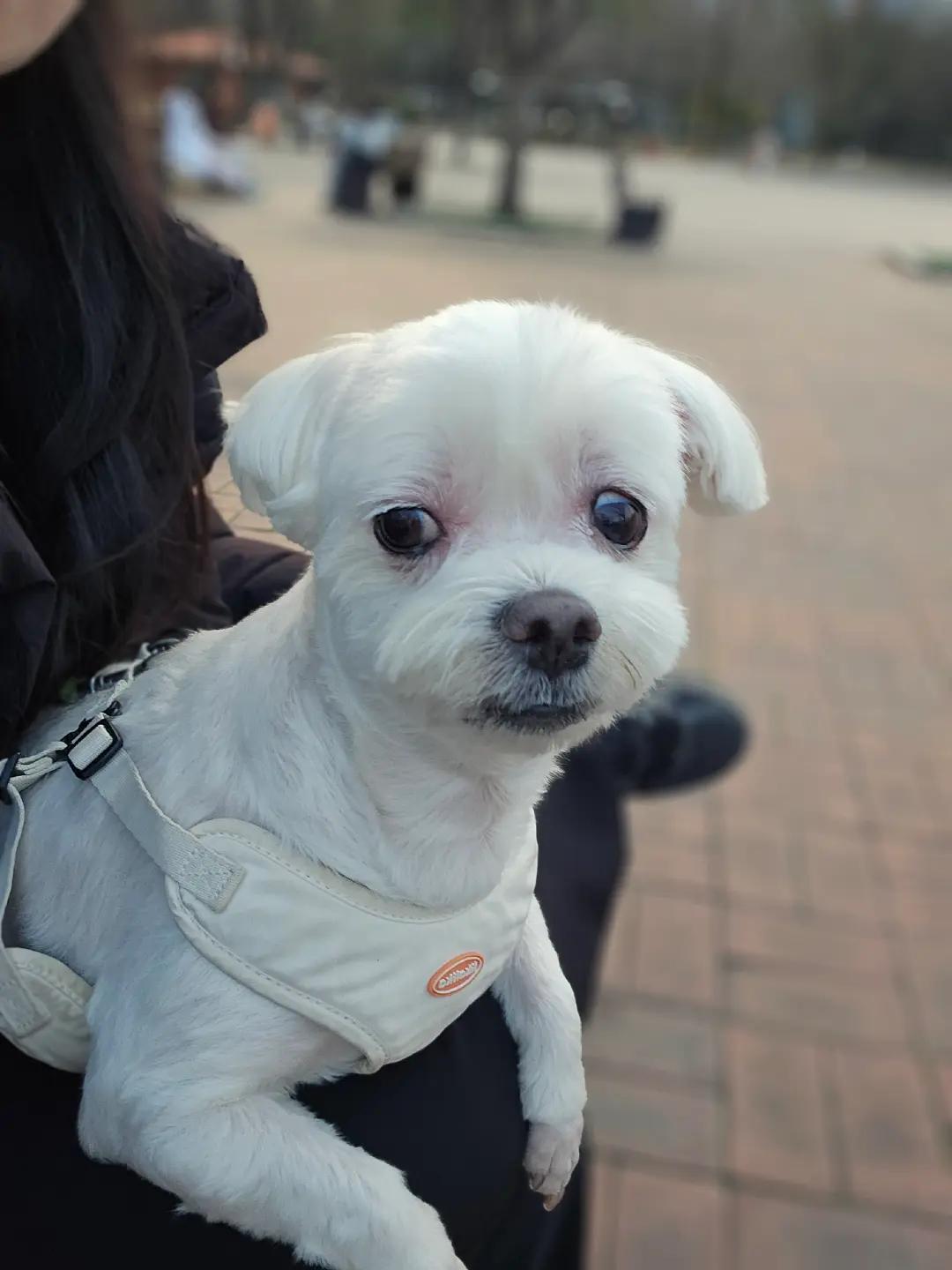 @미미에효