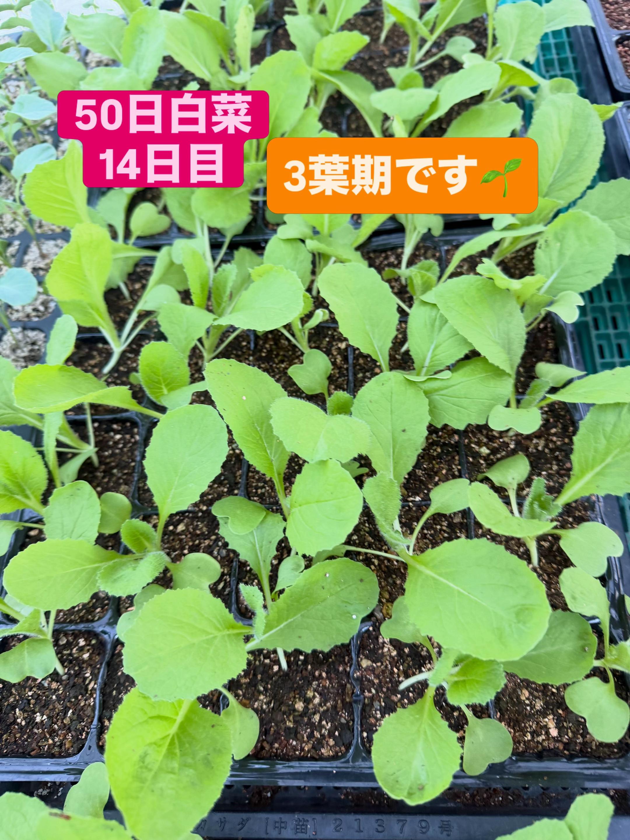@堀井農園
