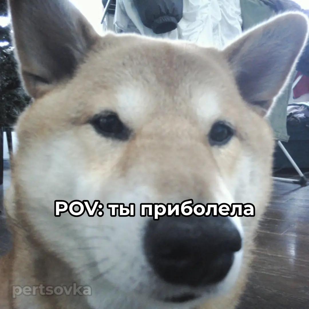 @pertsovka🌶