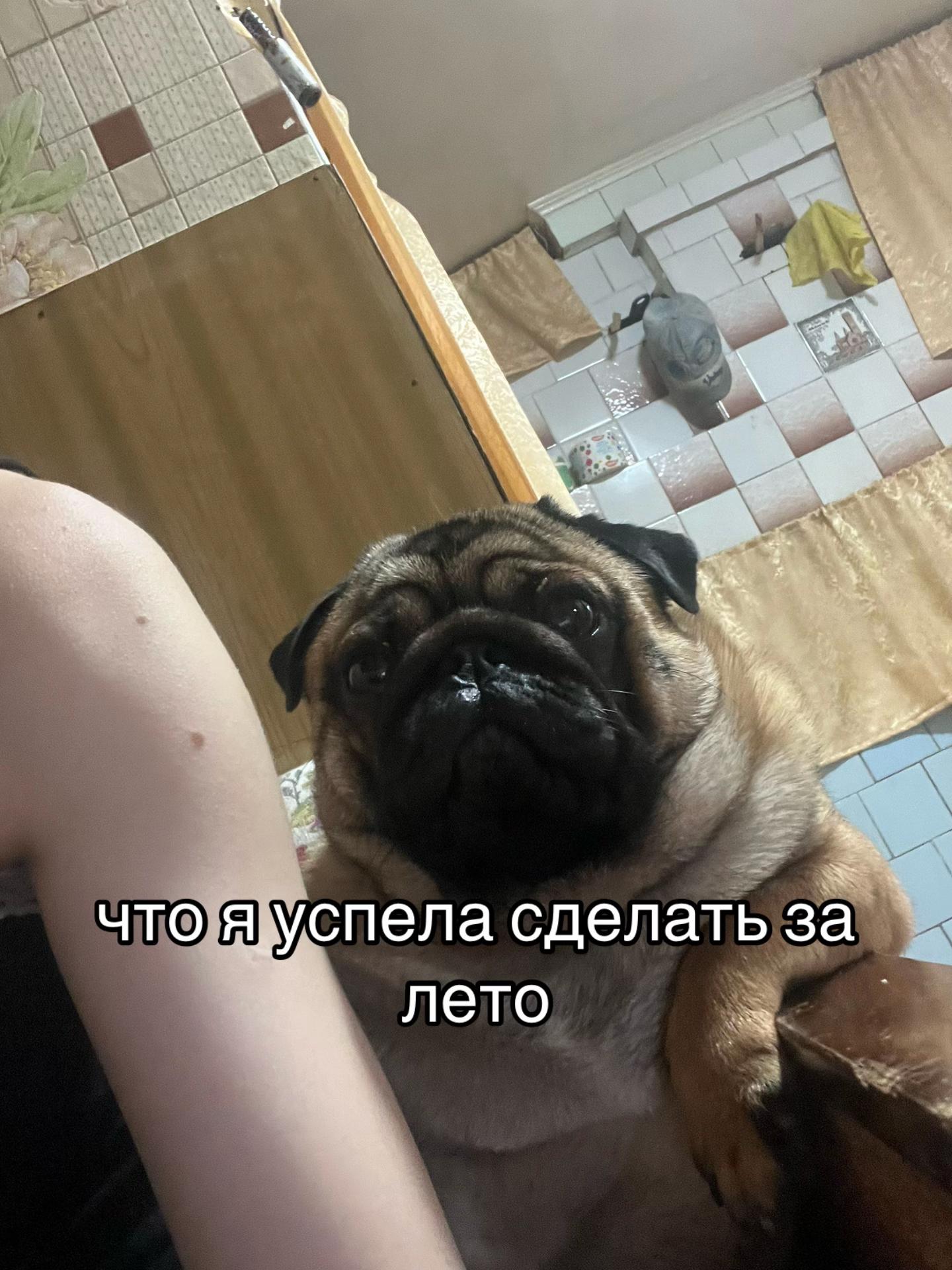 @крушительница яиц 2012