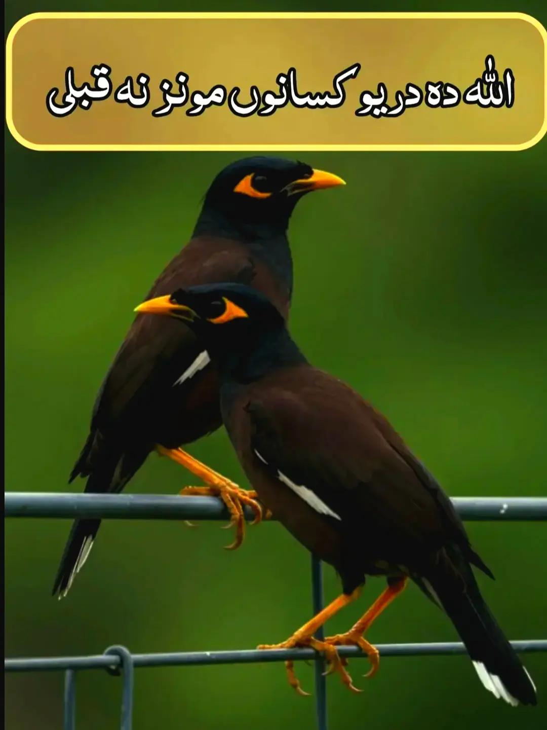 @islamicvideotiktok341