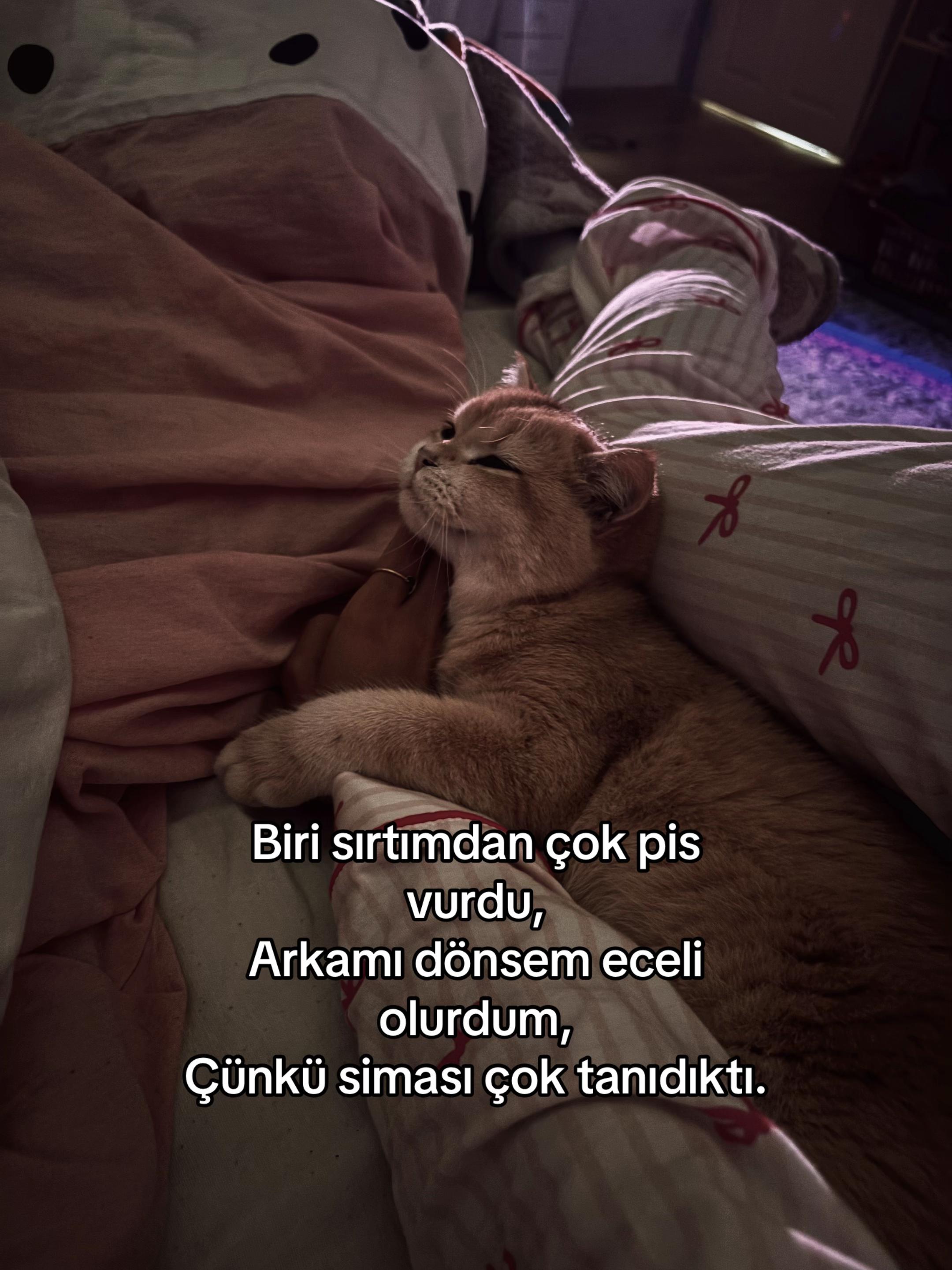 @Berilbaskan