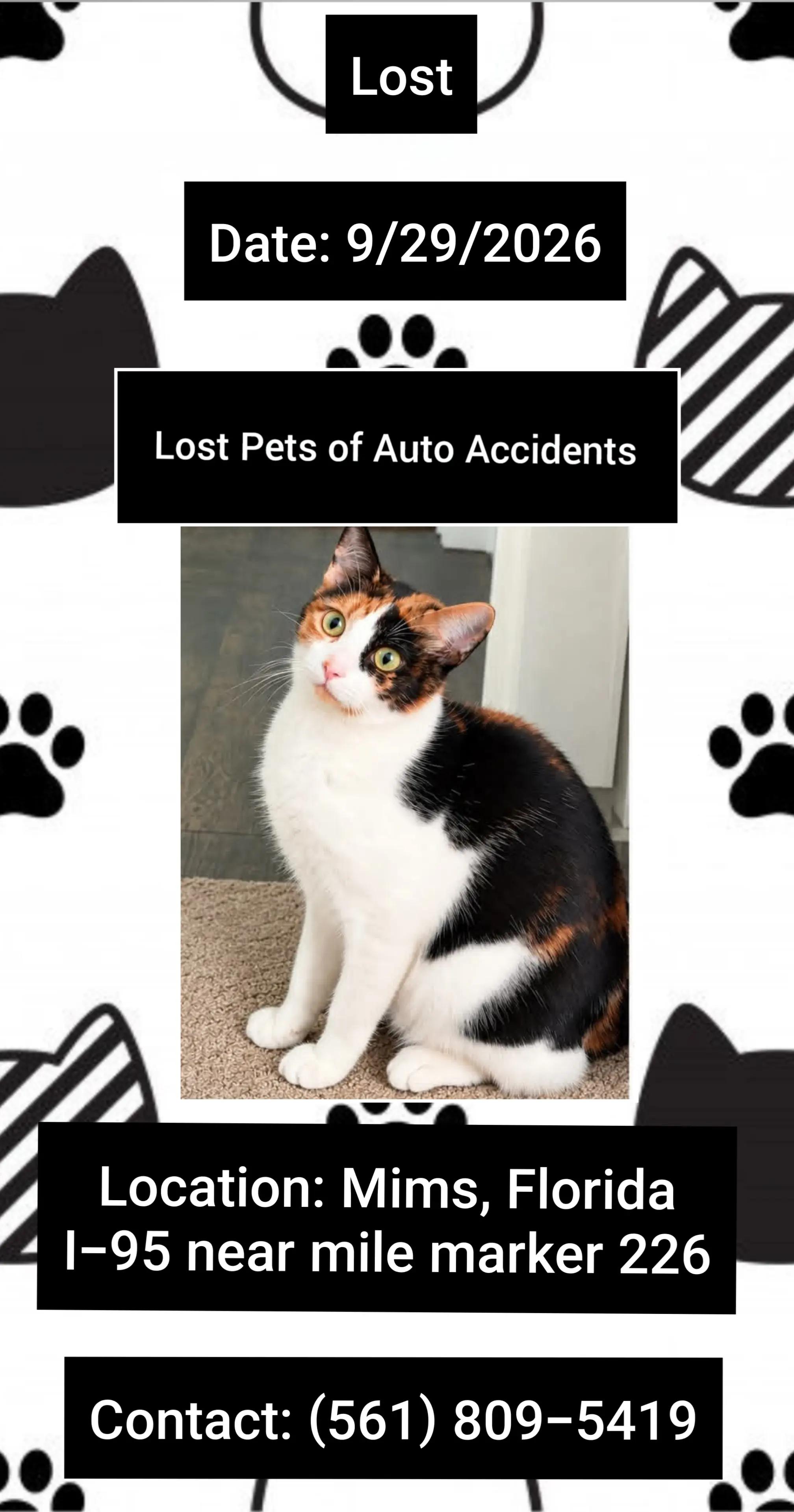 @Lost Pets of Auto Accidents