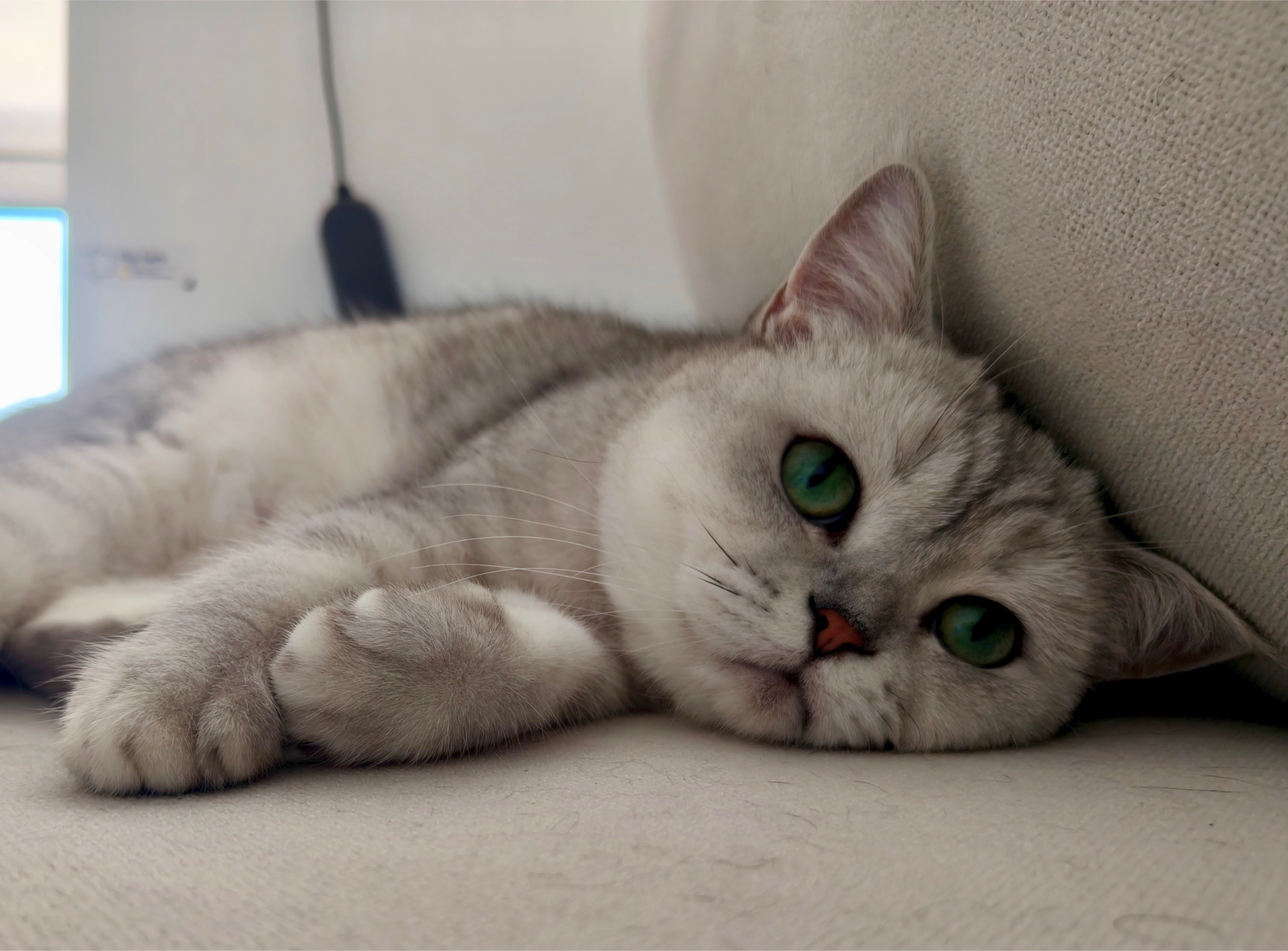 @riceballmeow88