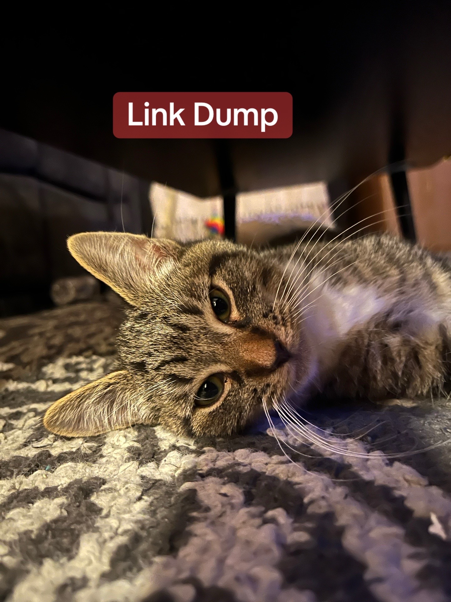 @Link the Cat