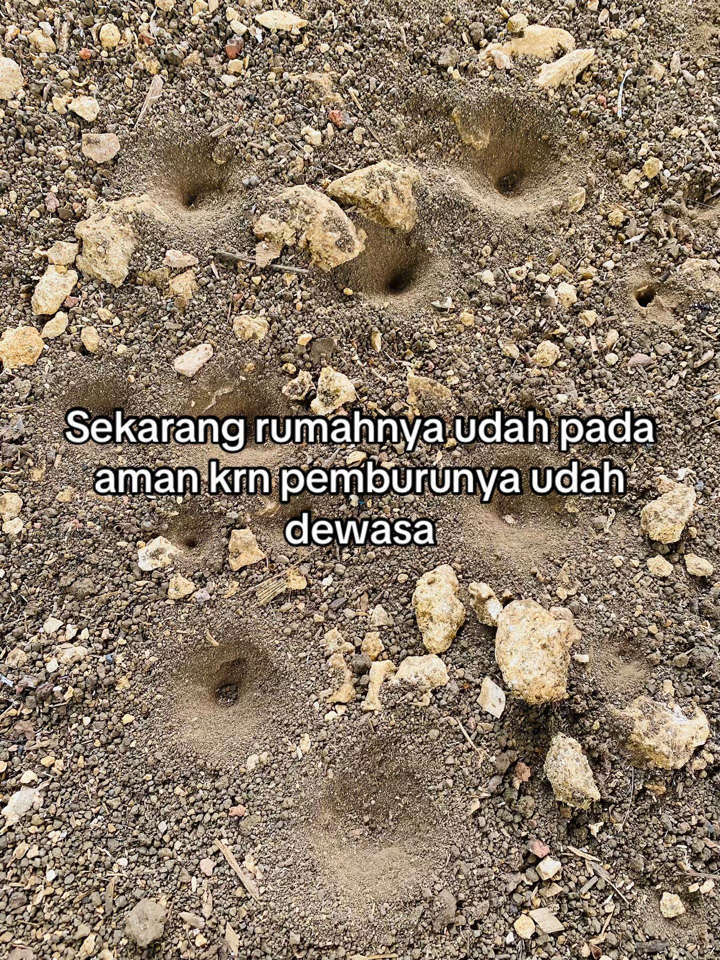 @pipoy𐙚