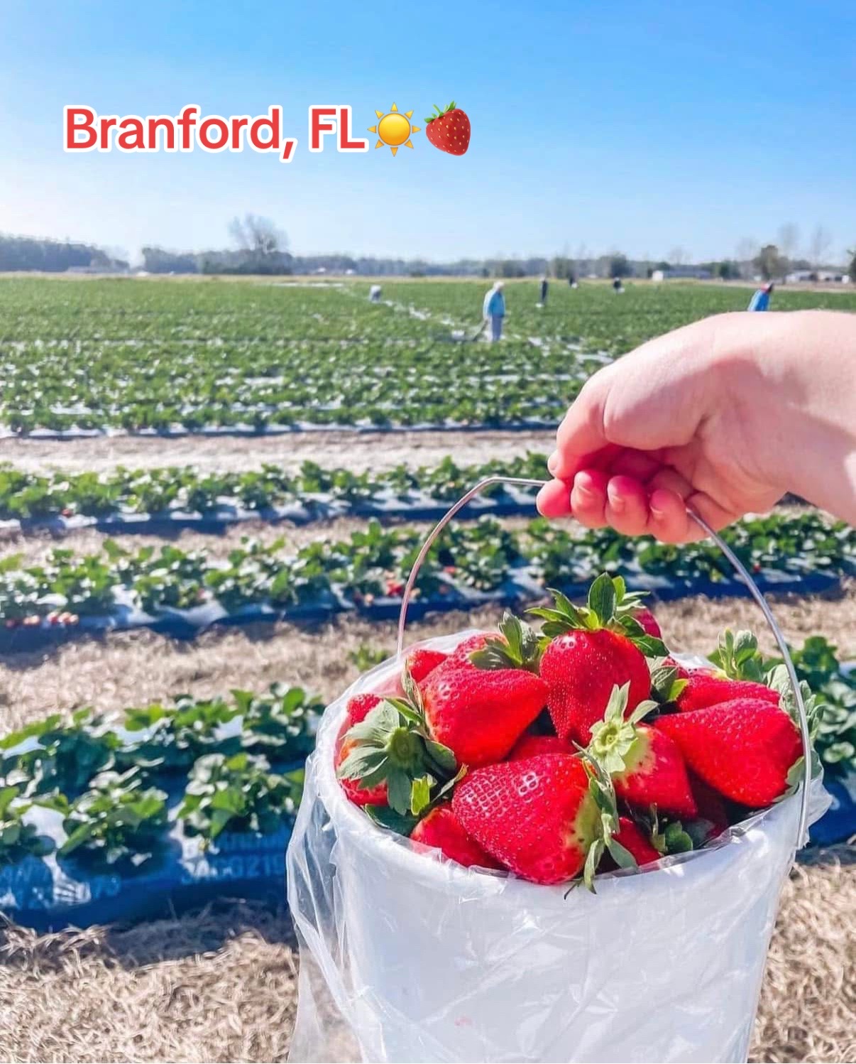 @Branford Farm Stand☀️