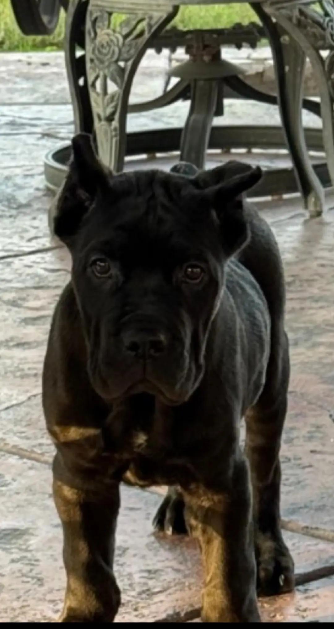 @MileHigh_Cane_Corso