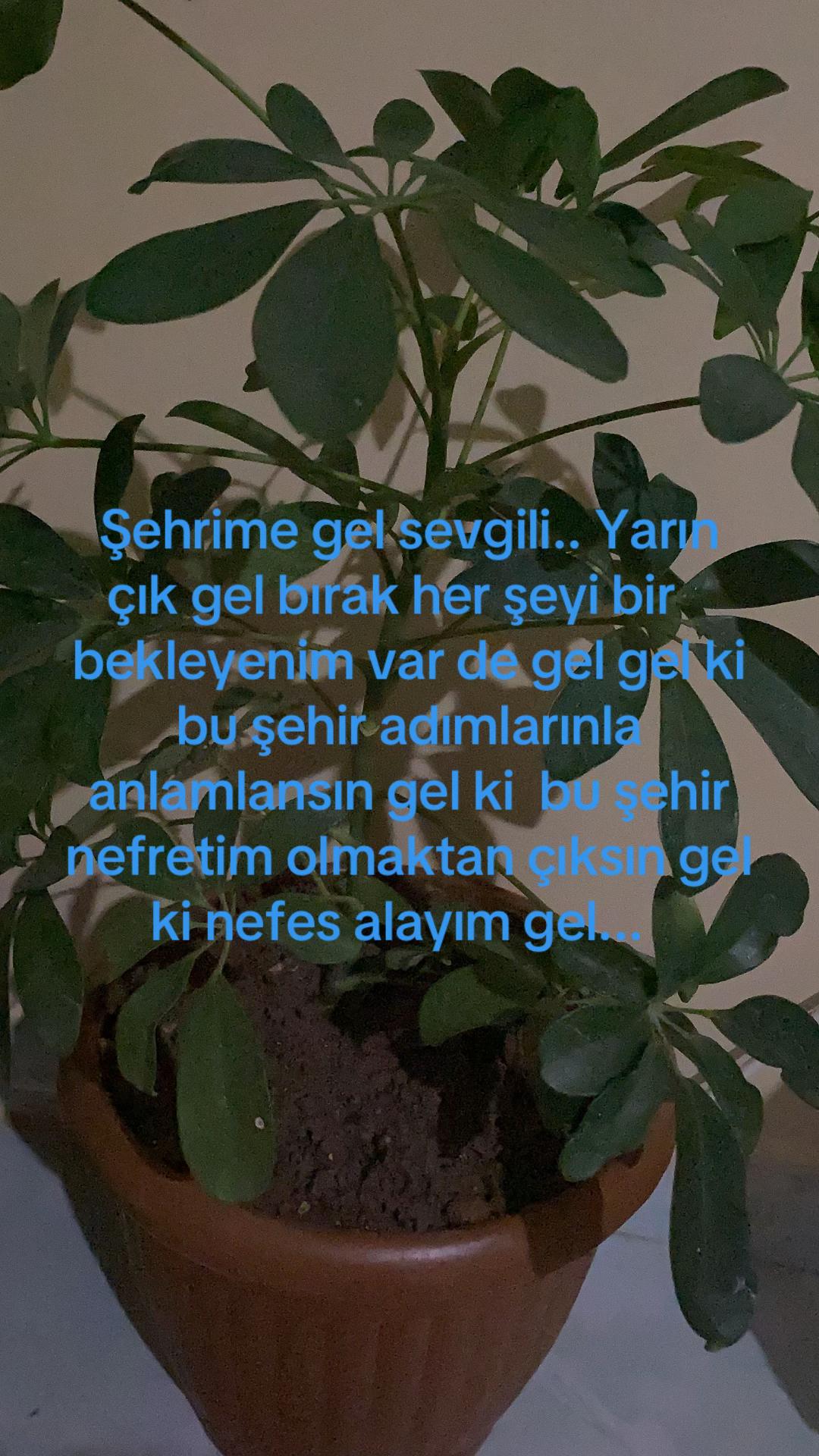@perikorkmaz3379