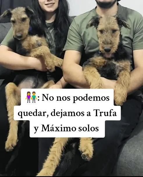 @Trufa Y Máximo🐾Airedales