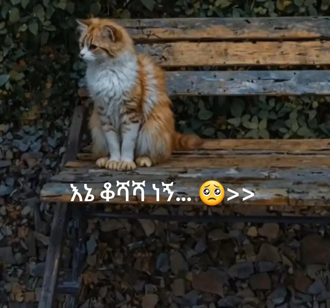 @jemuti🦋🇹🇷