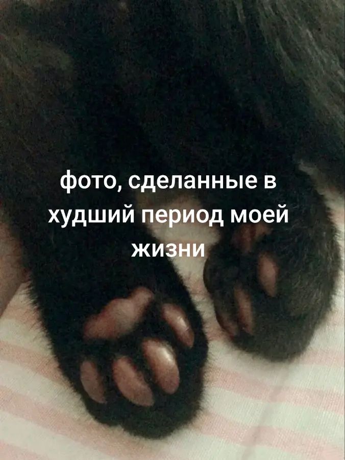 @няша крипер